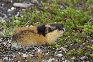 Lemmus: Norway Lemming adult in tundra