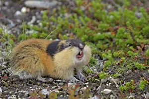 Lemmus: Norway Lemming adult in tundra