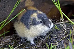 Lemmus: Norway Lemming adult in tundra