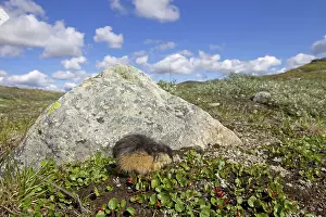 Lemmus: Norway Lemming adult in tundra