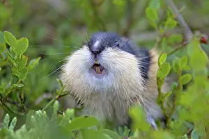Lemmus: Norway Lemming adult in tundra