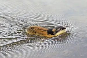 Lemmus: Norway Lemming adult in tundra