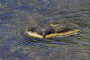 Lemmus: Norway Lemming adult in tundra