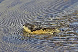 Lemmus: Norway Lemming adult in tundra