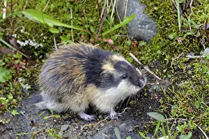 Lemmus: Norway Lemming adult in tundra