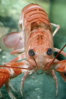 Norvegicus: Norway LOBSTER / Scampi / Dublin Bay Prawn / Langoustine