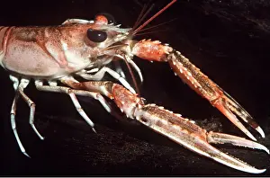 Prawn: Norway LOBSTER / Scampi / Dublin Bay Prawn / Langoustine