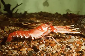 Prawn: Norway LOBSTER / Scampi / Dublin Bay Prawn / Langoustine