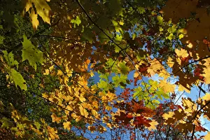 Acer: Norway Maple (Acer platanoides) leaves in autum