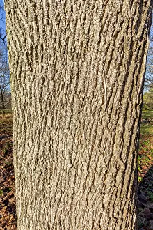 Maples: Norway maple (Acer platanoides) Schwedleri