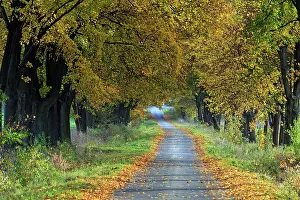Alongside: Norway Maple Allee Trees - in autumn colour alongside