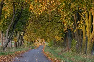 Alongside: Norway Maple Allee Trees - in autumn colour alongside