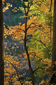 Platanoides: Norway Maple - in autumn colour