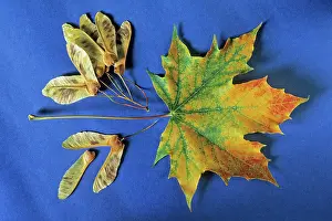 Maples: Norway Maple - autumn leaves and winged seeds