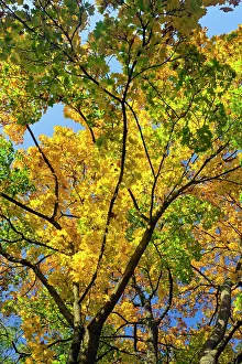 Maples: Norway Maple - branches of tree in autumn colour