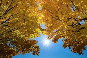 Crowns: Norway Maple, two crowns of trees in autumn colour