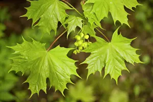Platanoides: Norway maple, in flower