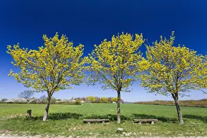 Maples: Norway Maple - flowering young trees, North Hessen, Germany