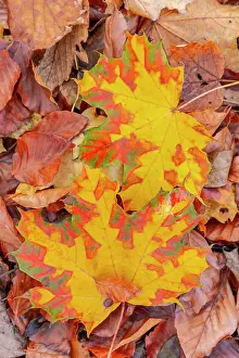 190422: Norway maple leaf - colourful norway maple leaves resting on