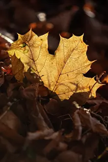 190422: Norway maple leaf - a single dead and withered leaf of norwa