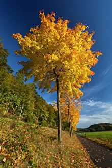 Maples: Norway Maple - street trees in autumn colour
