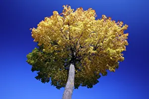 Maples: Norway Maple Tree - autumn