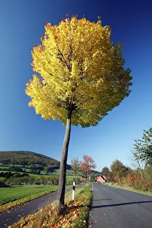 Maples: Norway Maple Tree - autumn