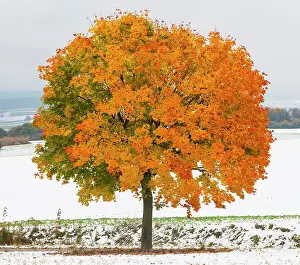 Maples: Norway Maple, tree in autumn colour, surrounded