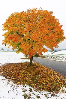 Maples: Norway Maple, tree in autumn colour, surrounded