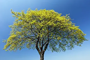 Platanoides: Norway Maple Tree - blossoming