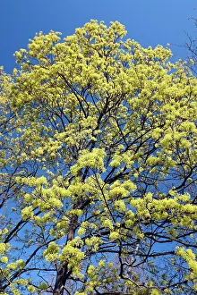 Maples: Norway Maple - tree in flower - springtime