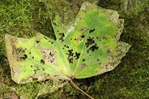 Maples: Norway maple - Veins of the leaf