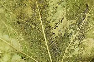 Maples: Norway maple - Veins of the leaf