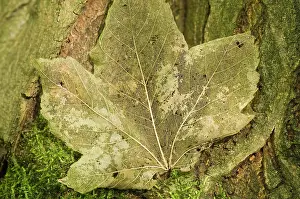 Maples: Norway maple - Veins of the leaf