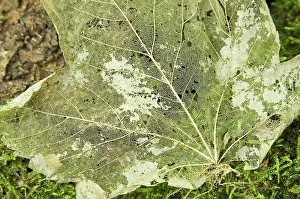 Maples: Norway maple - Veins of the leaf