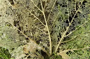 Maples: Norway maple - Veins of the leaf