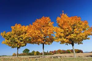 Platanoides: Norway Maple; three young trees in autumn color