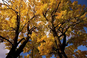 Platanoides: Norway maples