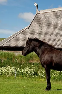 Viking: Norway, Nordland, Lofoten Archipelago, Borgelva