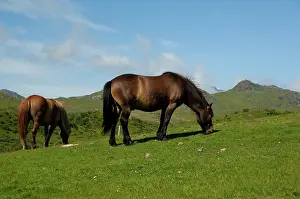 Fuzzy: Norway, Nordland, Lofoten Archipelago, Borgelva