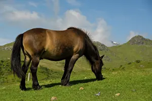 Fuzzy: Norway, Nordland, Lofoten Archipelago, Borgelva