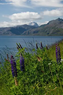 Depth: Norway, Nordland, Lofoten Archipelago. Summer