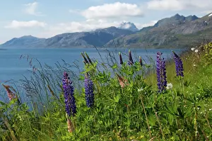 Depth: Norway, Nordland, Lofoten Archipelago. Summer