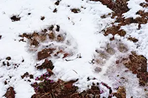 Norse: Norway. Polar bear tracks Lerneroyane or