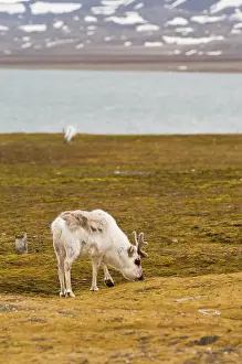 Norse: Norway. Reindeer at Ny Alesund Svalbard
