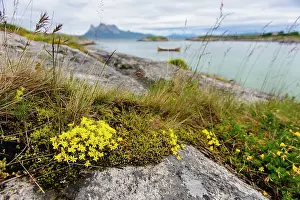 Sedum: Norway. Rock slab with Sedum sp. and traditional