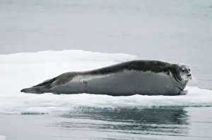Barbatus: Norway, Spitsbergen. Bearded seal (Erignathus