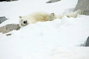 Fuglefjorden: Norway, Spitsbergen, Fuglefjorden. Adult