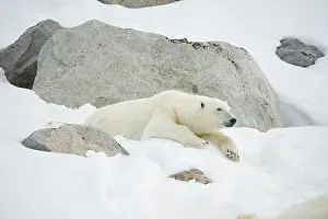 Fuglefjorden: Norway, Spitsbergen, Fuglefjorden. Adult