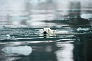 Inlet: Norway, Spitsbergen, Fuglefjorden. Adult